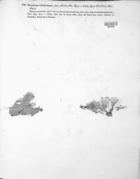 Racodium rubiginosum image